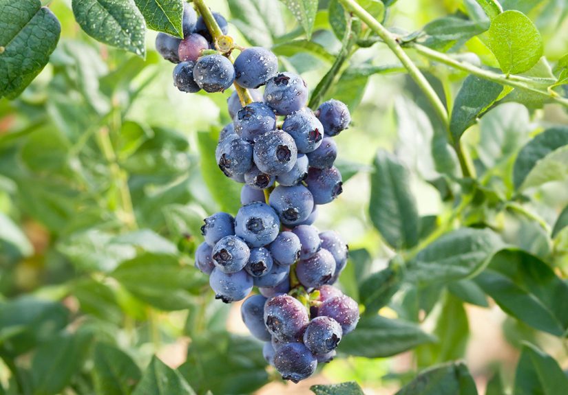 How to Fertilize Blueberries for a Bountiful Harvest