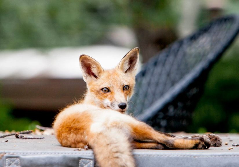 How To Get Rid of Foxes Safely and Humanely in 7 Steps