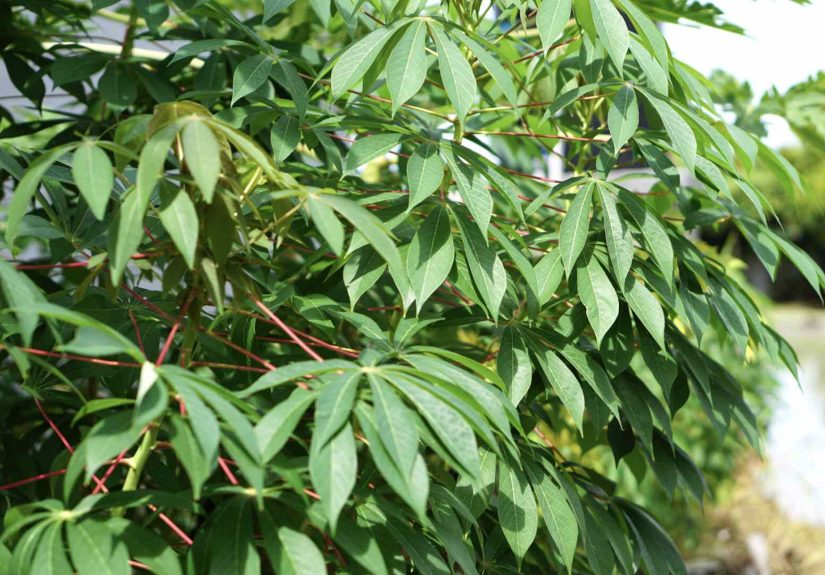 How to Grow and Care for Cassava