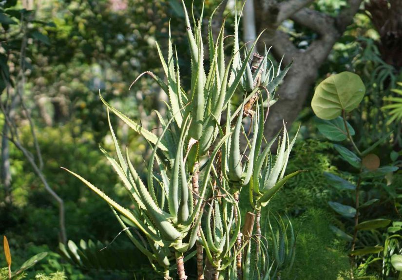 How to Grow and Care for Climbing Aloe