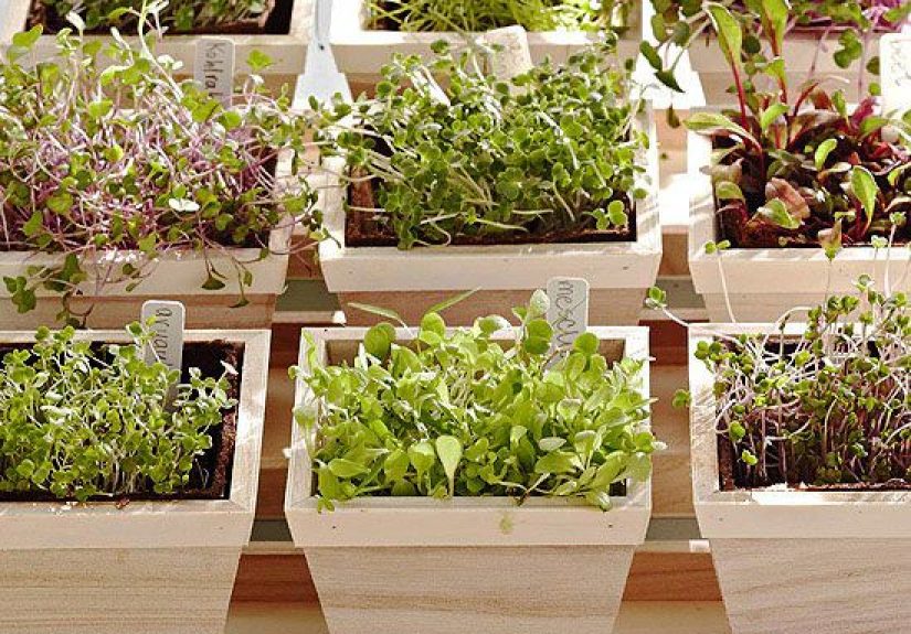 How to Grow Microgreens Indoors