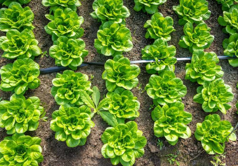 How to Harvest Lettuce and Keep Growing More
