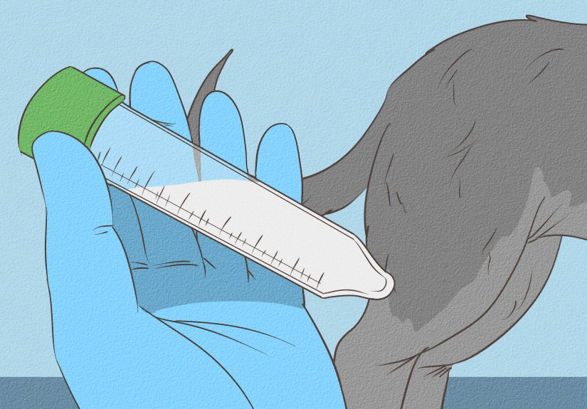 How to Know if a Male Dog Is Fertile: 6 Steps