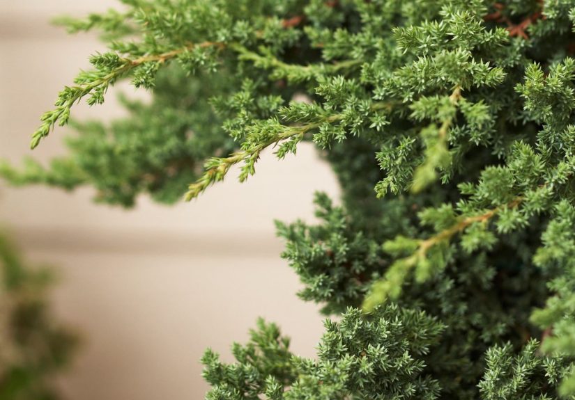 How to Plant and Grow Juniper