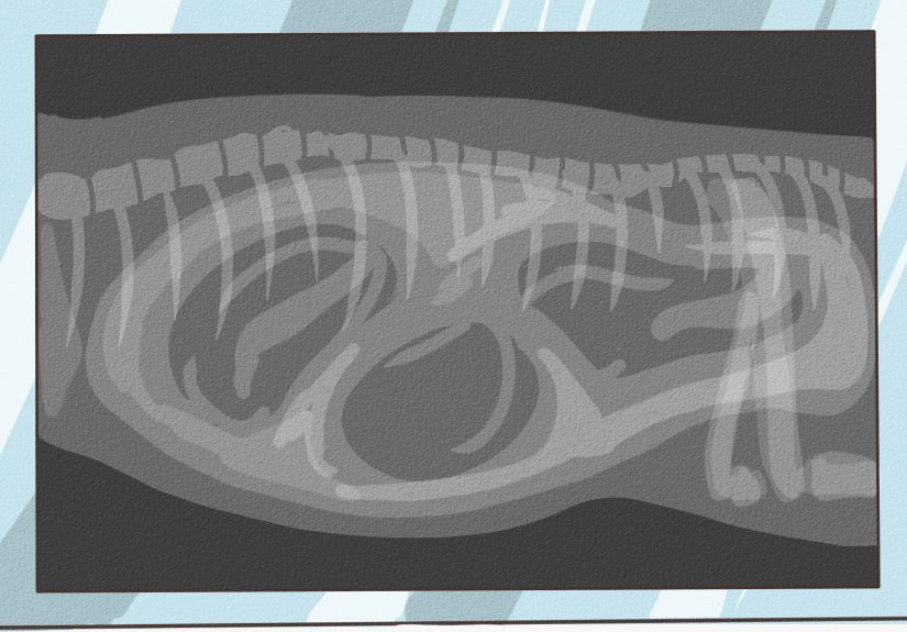 How to Tell if a Dog Is Pregnant At Home: 7 Signs & 4 Tests