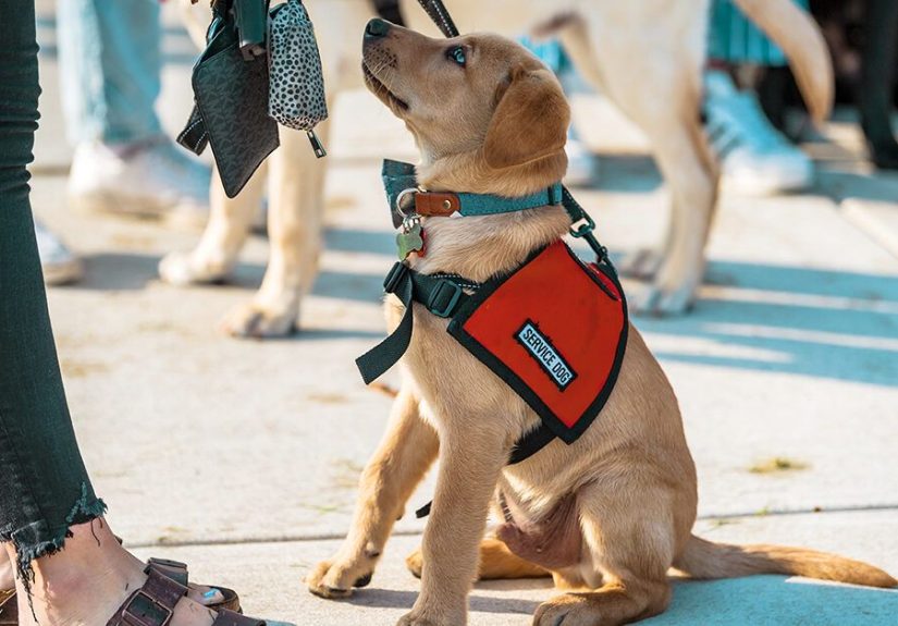 Narcolepsy Service Dog: Finding, Qualifying, Training, and More