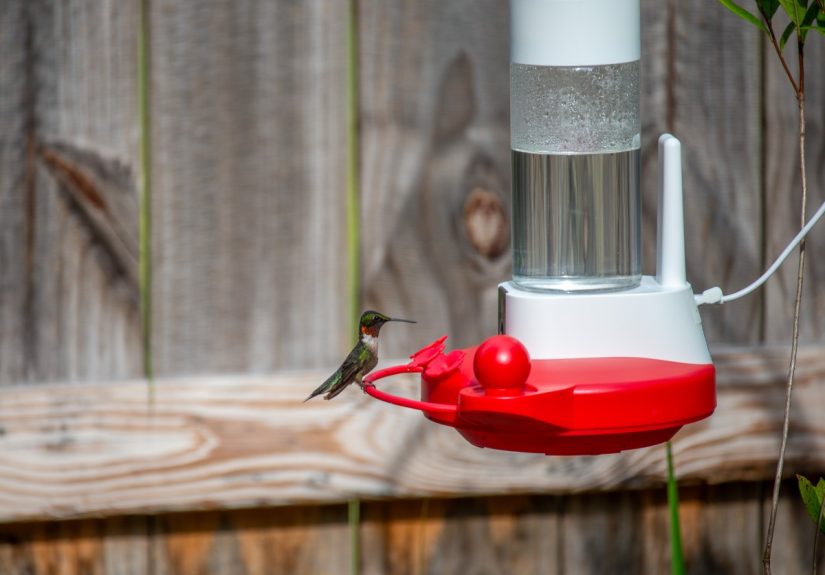 The Best Bird Feeder Cameras, Tested and Reviewed