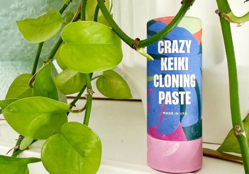 What Is Keiki Paste? And How To Use It On Your Plants